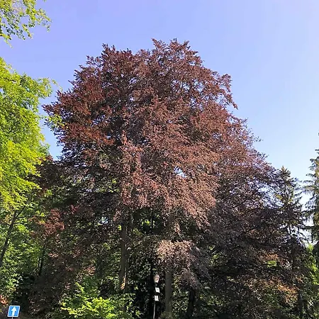 Palac Paulinum يلينيا غورا